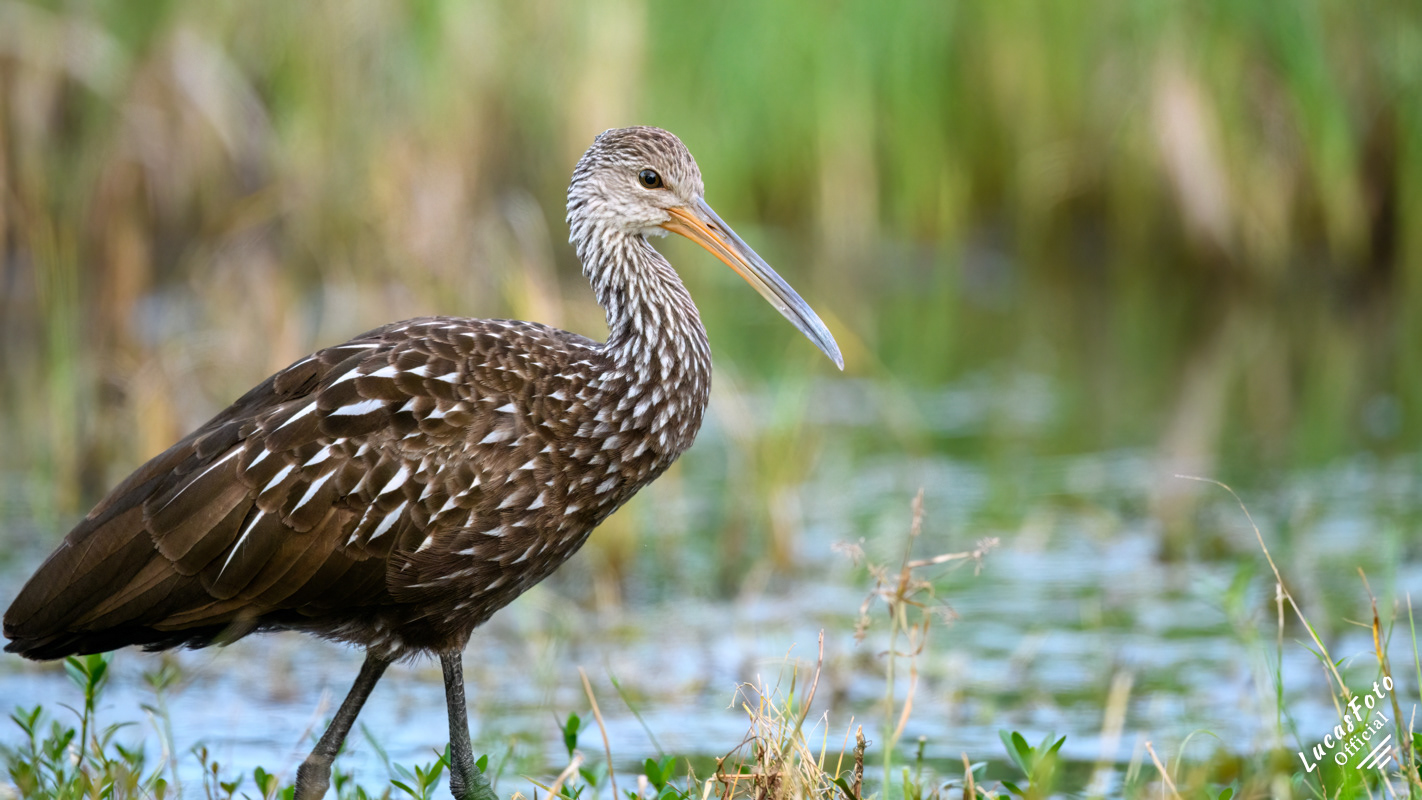 Limpkin