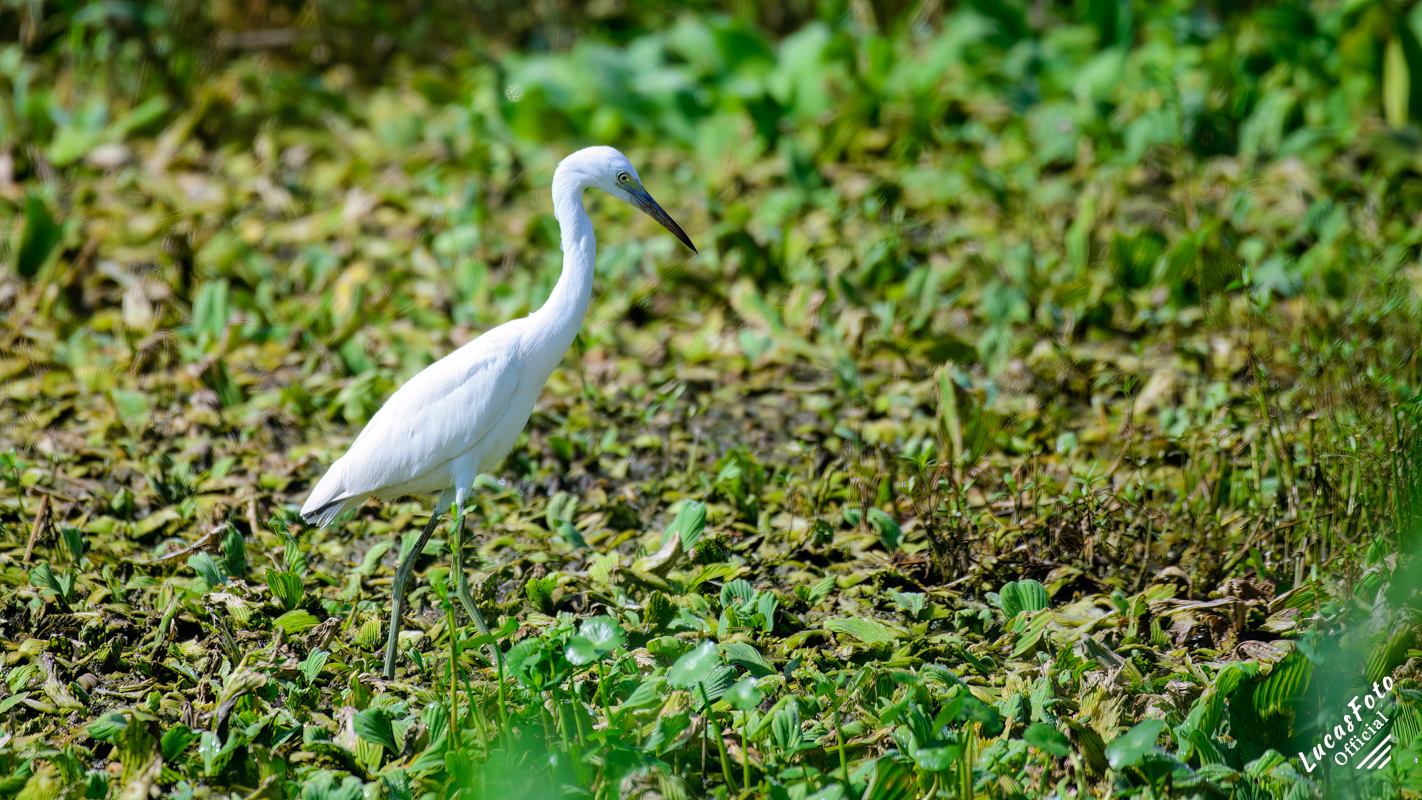 Juvenile Little Blue Heron