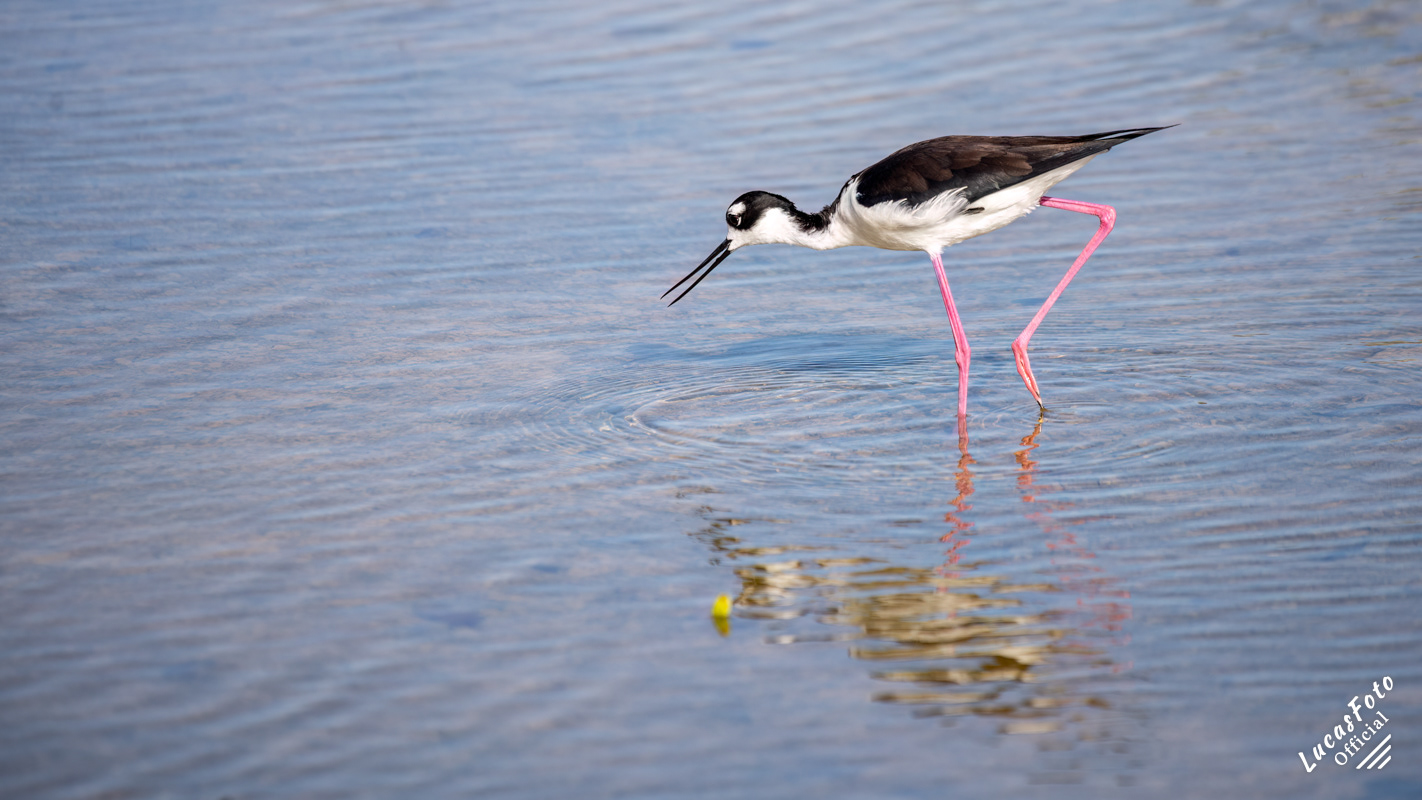 Black-necked Stilt