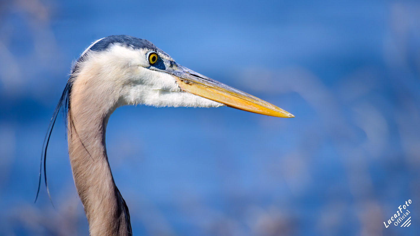 Great Blue Heron