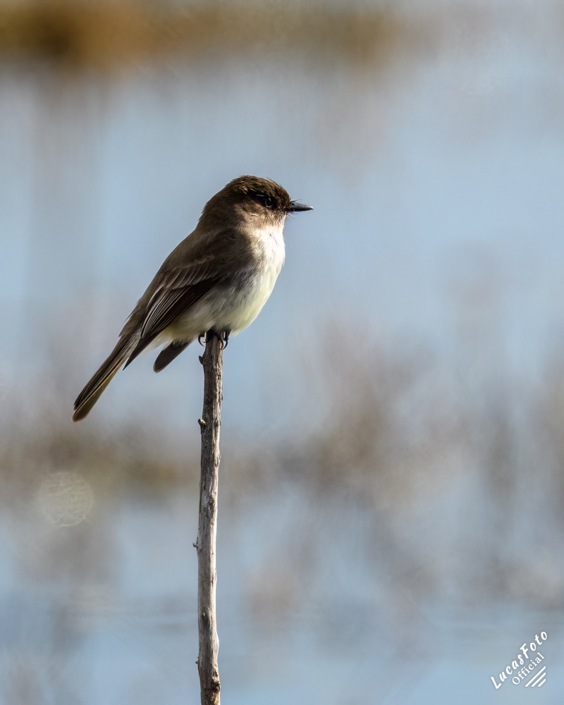 Eastern Phoebe