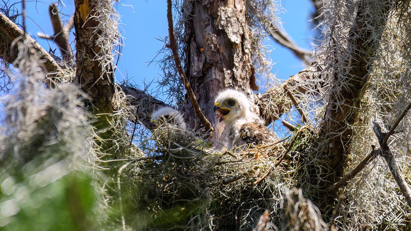 Red-shouldered Hawk