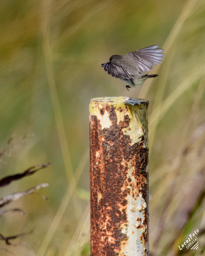 Eastern phoebe