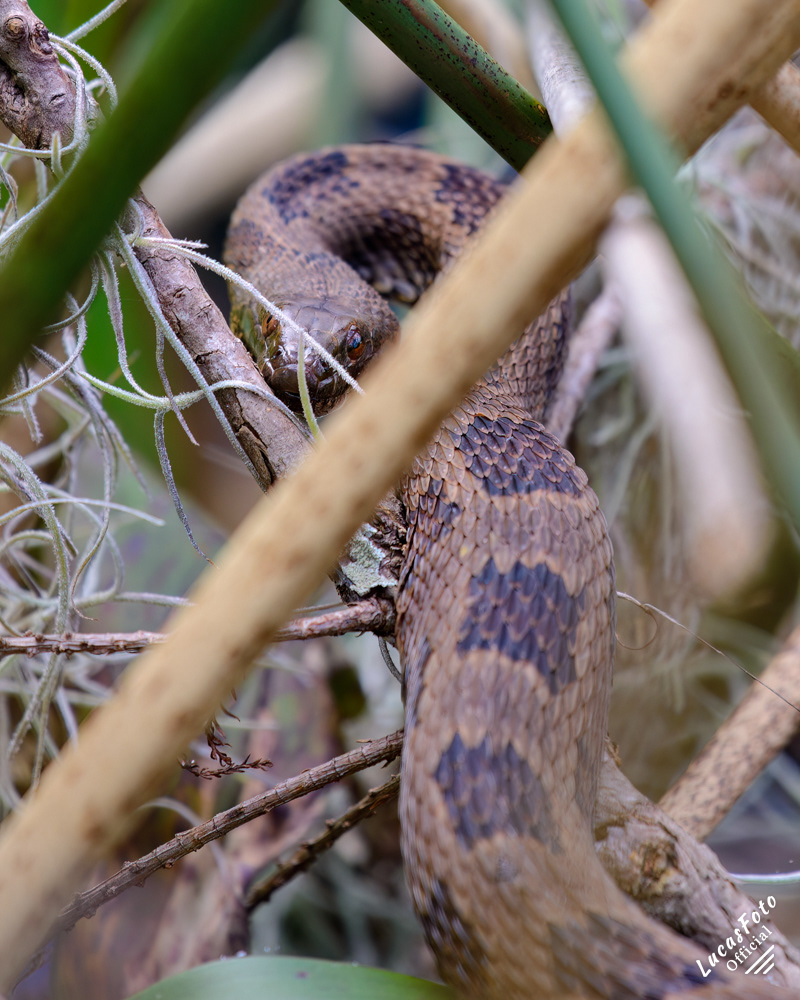 Brown Watersnake