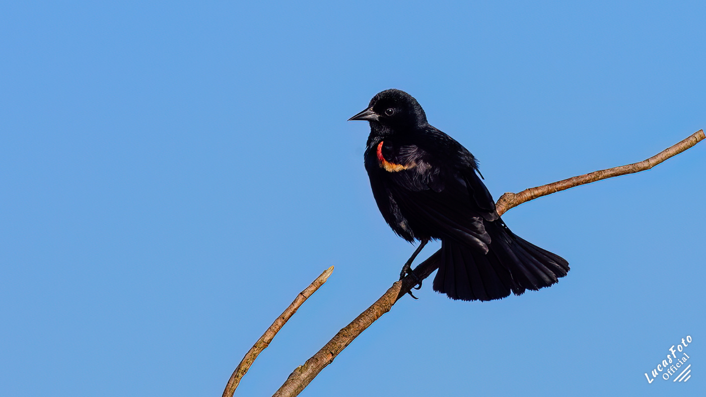 Red-winged Blackbird