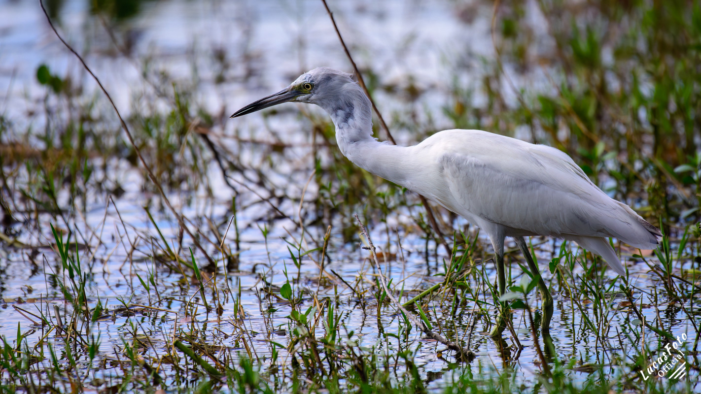 Juvenile Little Blue Heron