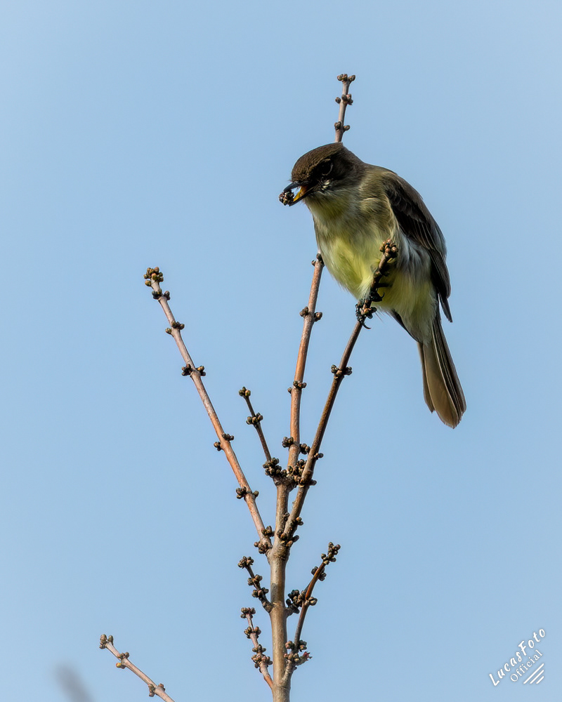 Eastern Phoebe
