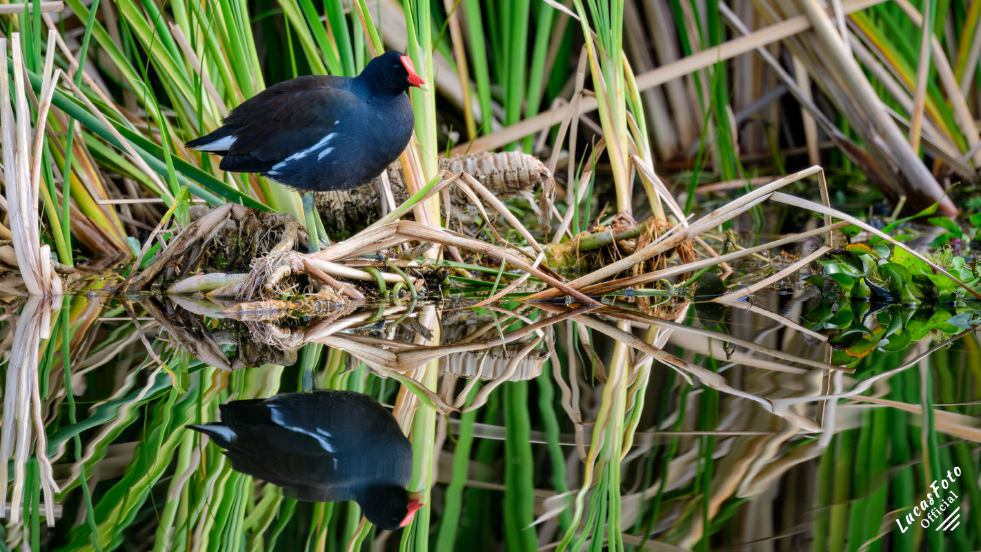Common Gallinule