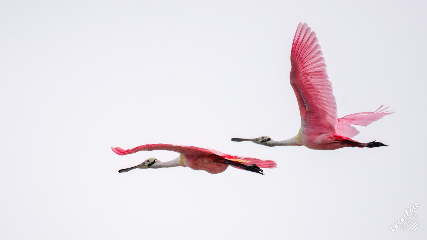 Roseate Spoonbill