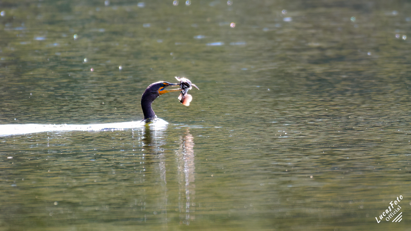 Double-crested Cormorant