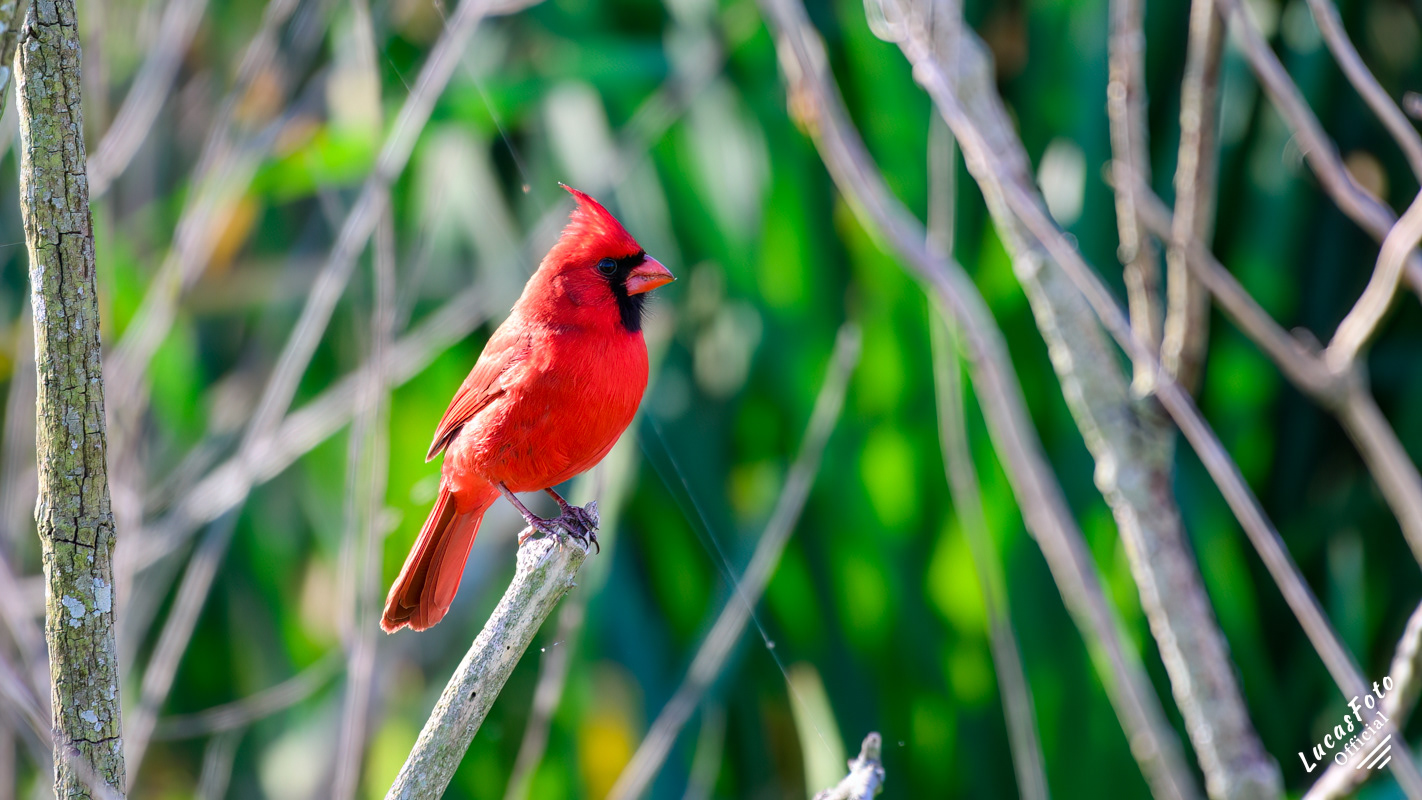 Northern Cardinal