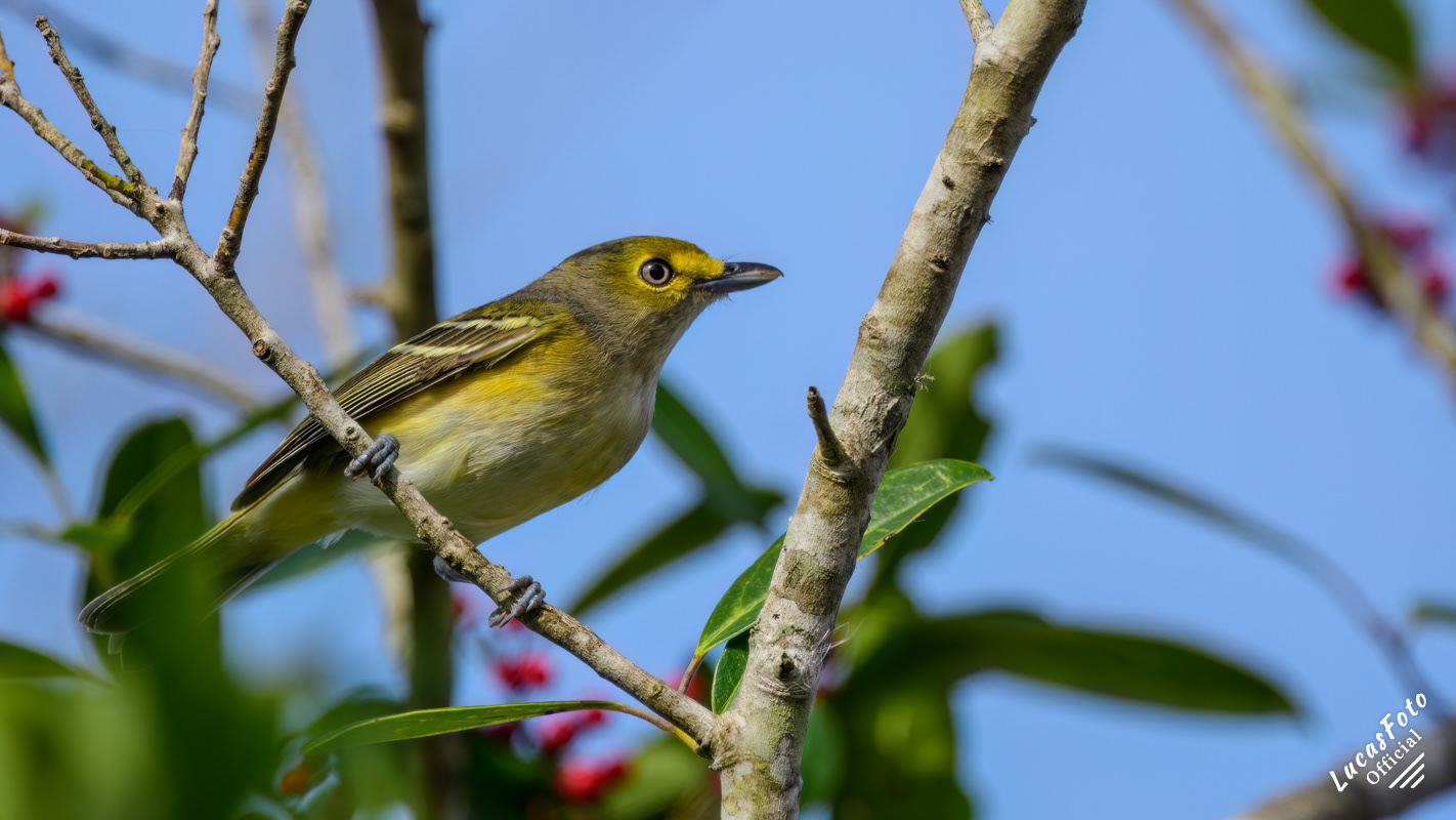 White-eyed Vireo