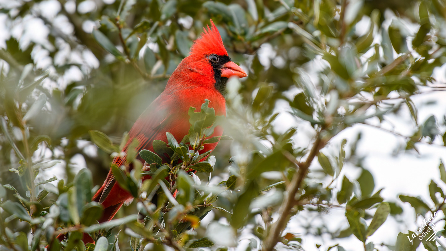 Northern Cardinal