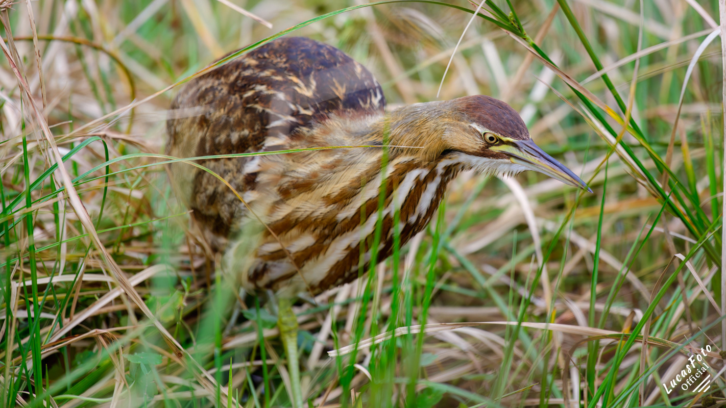 American Bittern