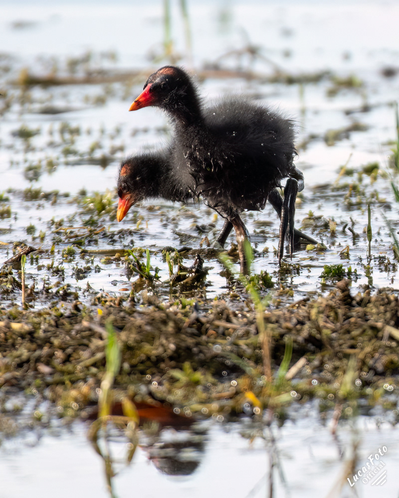 Common Gallinule
