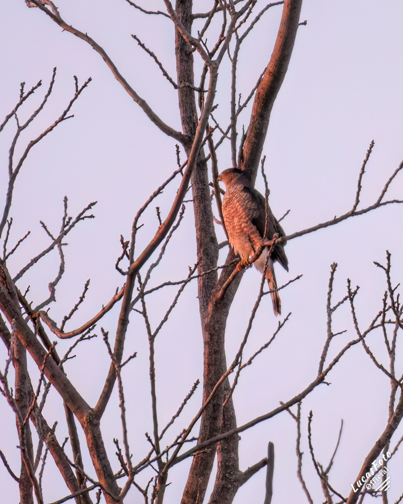 Sharp-shinned Hawk