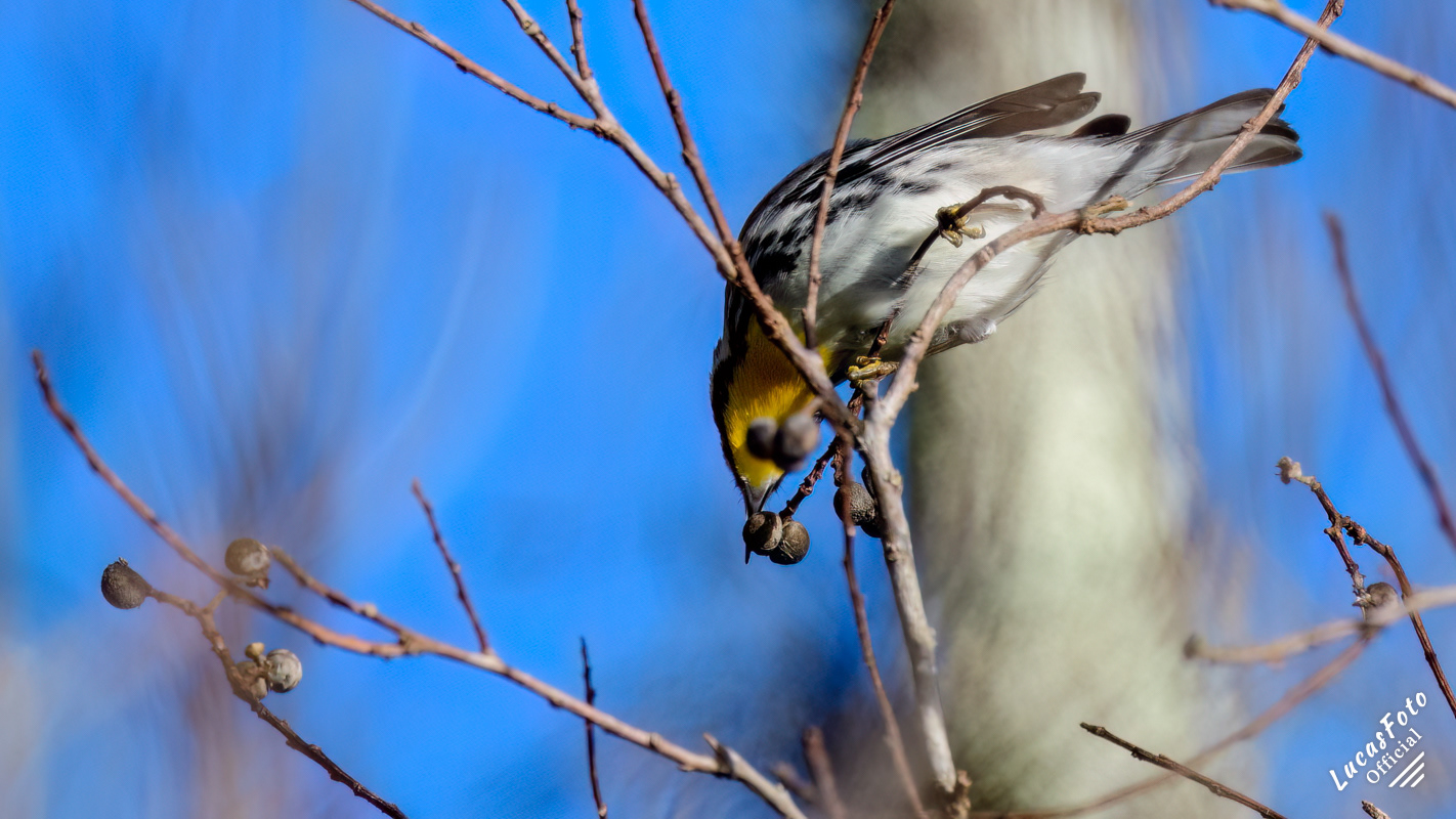 Yellow-throated Warbler