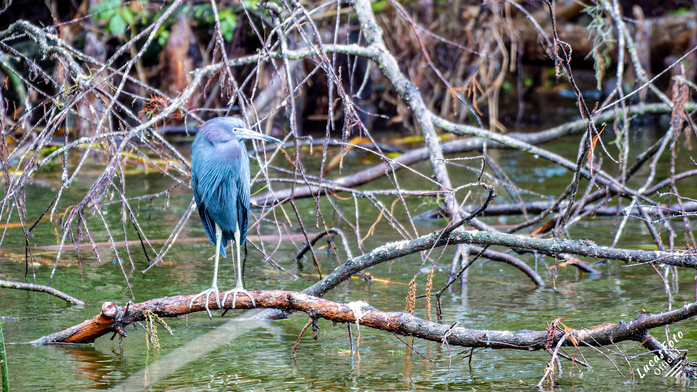 Little Blue Heron