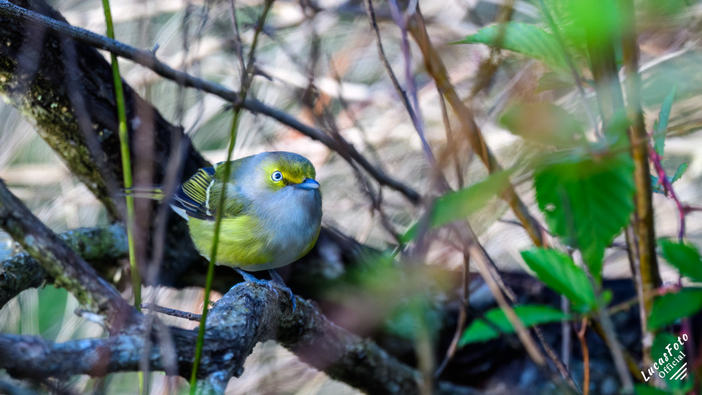 White-eyed Vireo