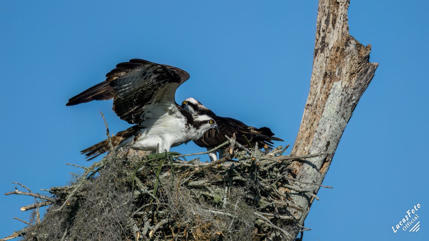 Osprey