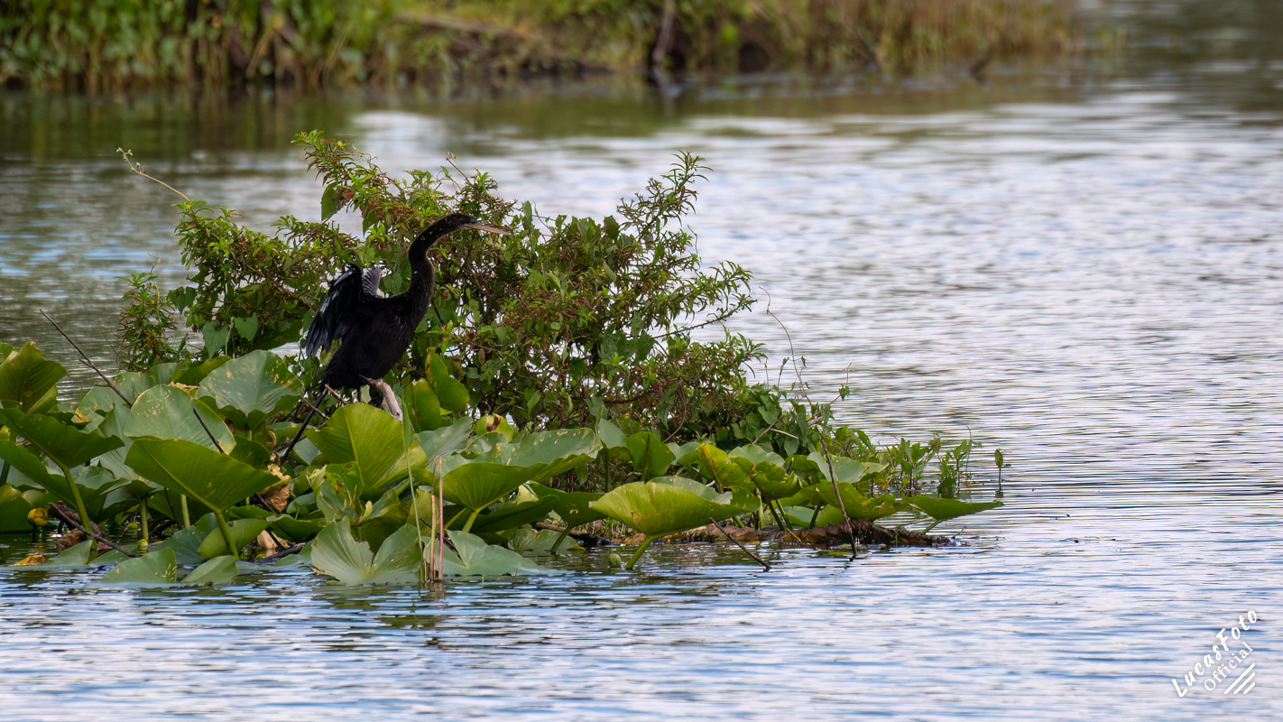Anhinga
