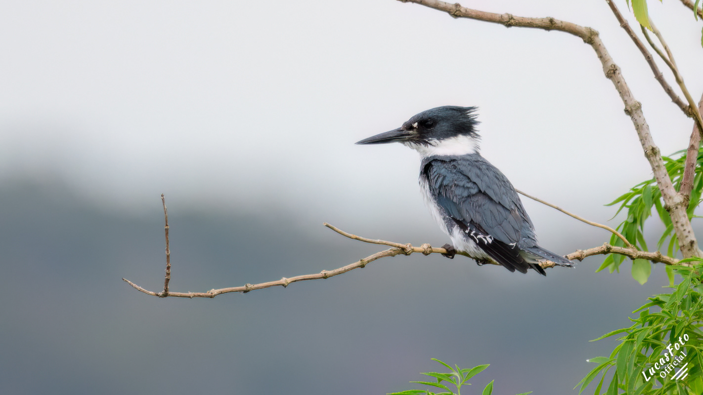 Belted Kingfisher