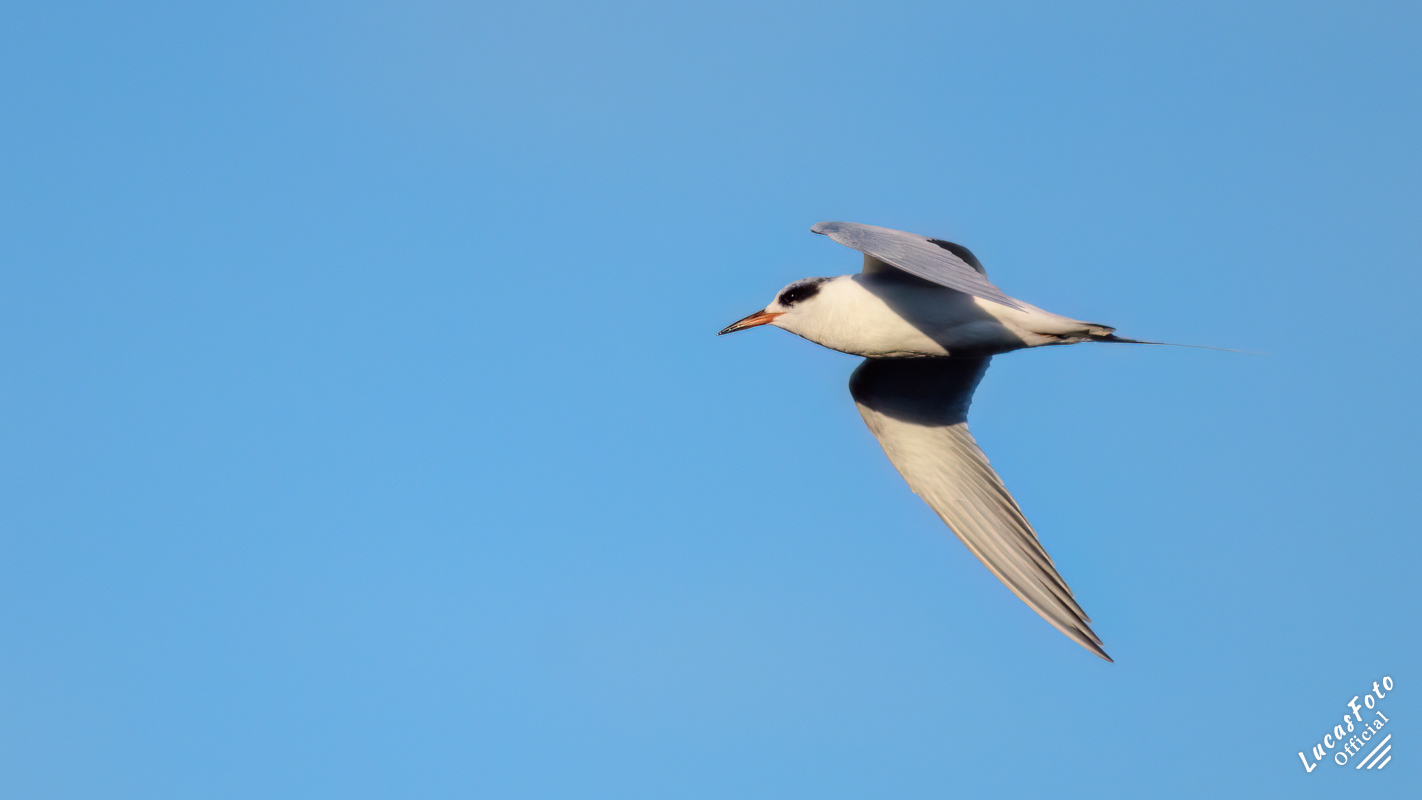 Forster's Tern