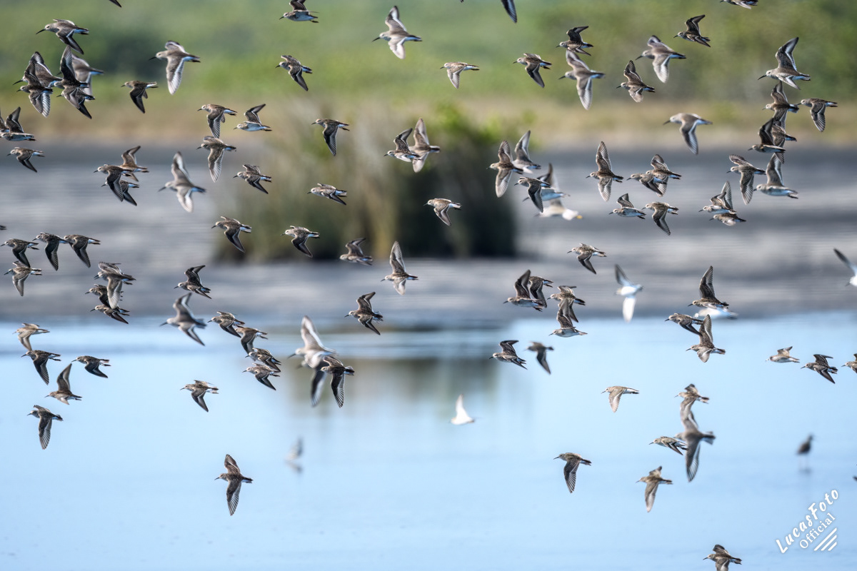 Sanderling