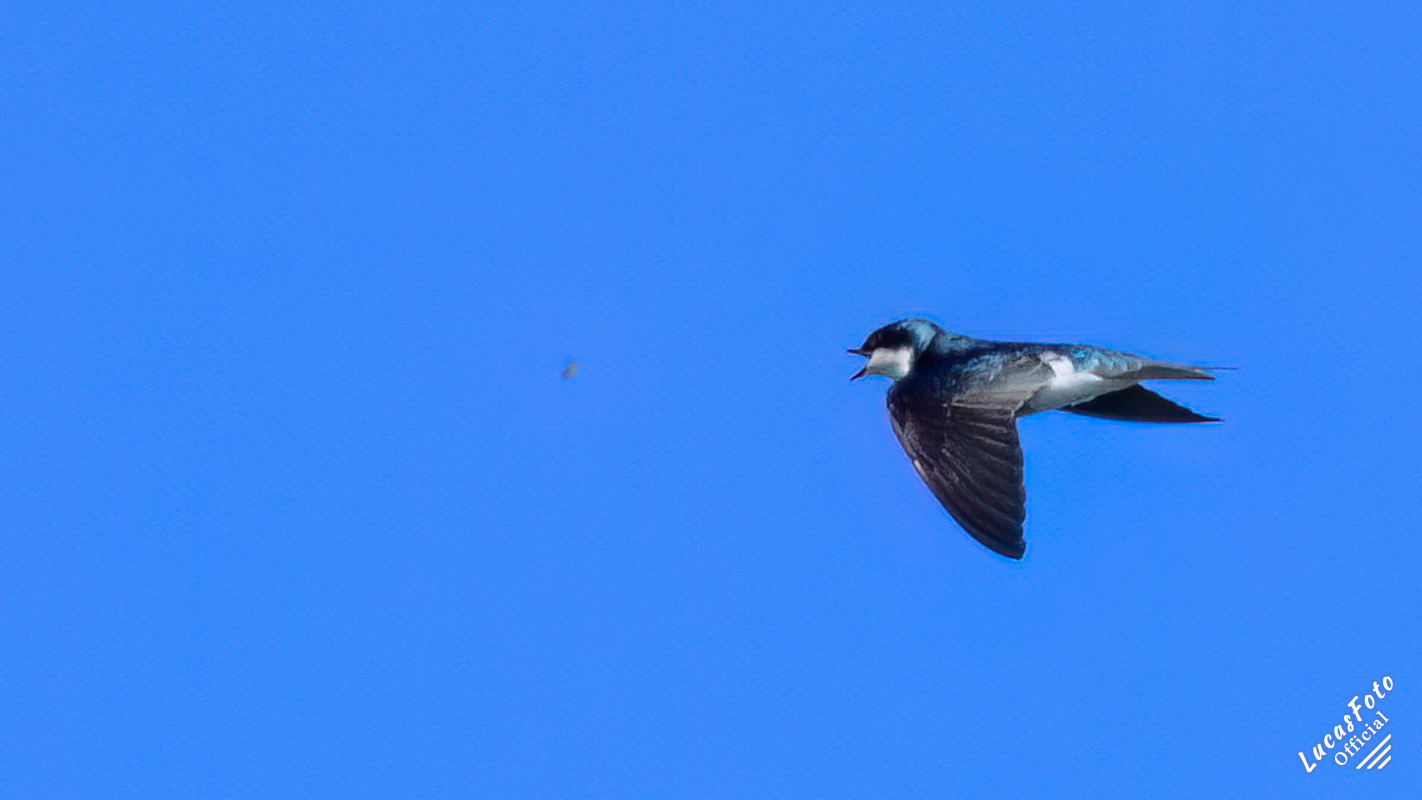 Tree Swallow