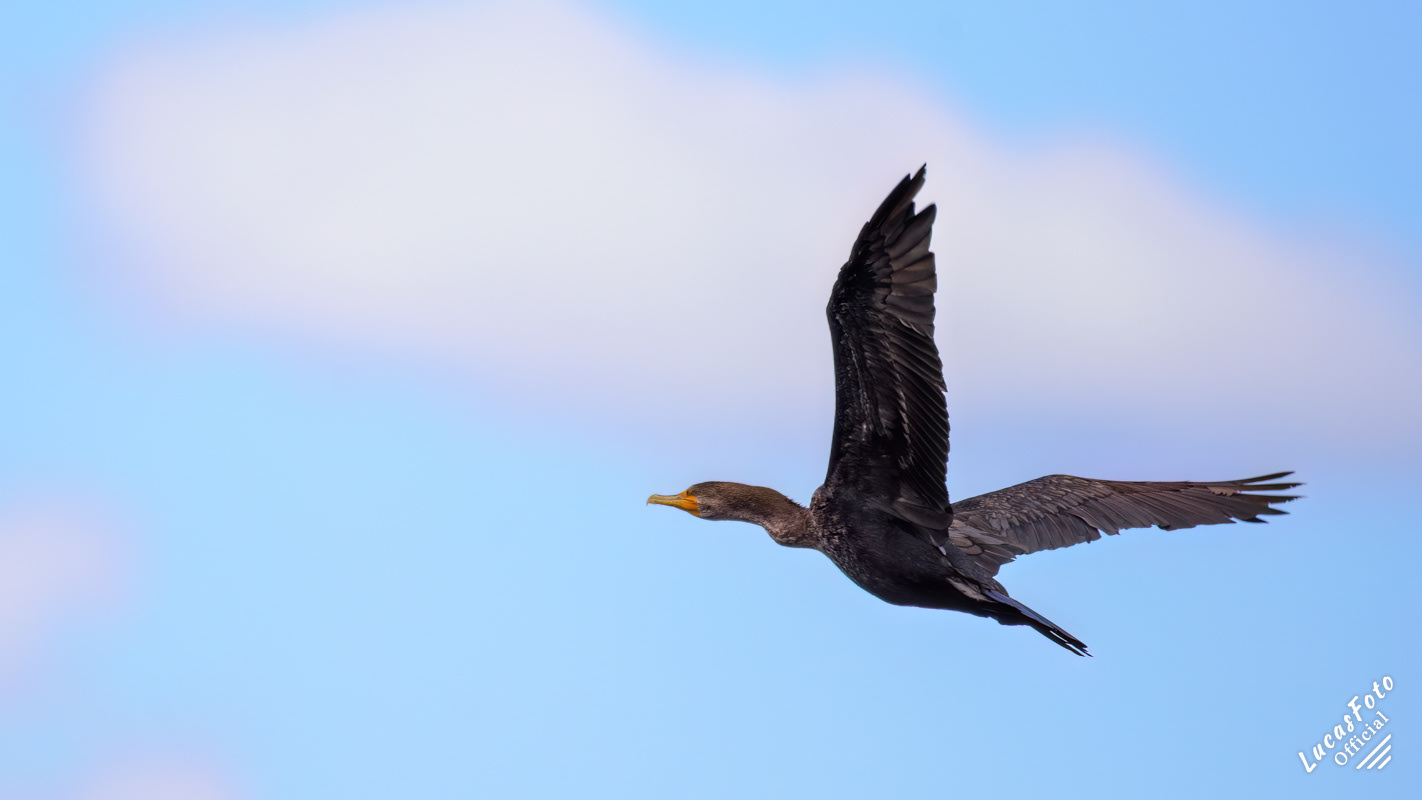 Double-crested Cormorant