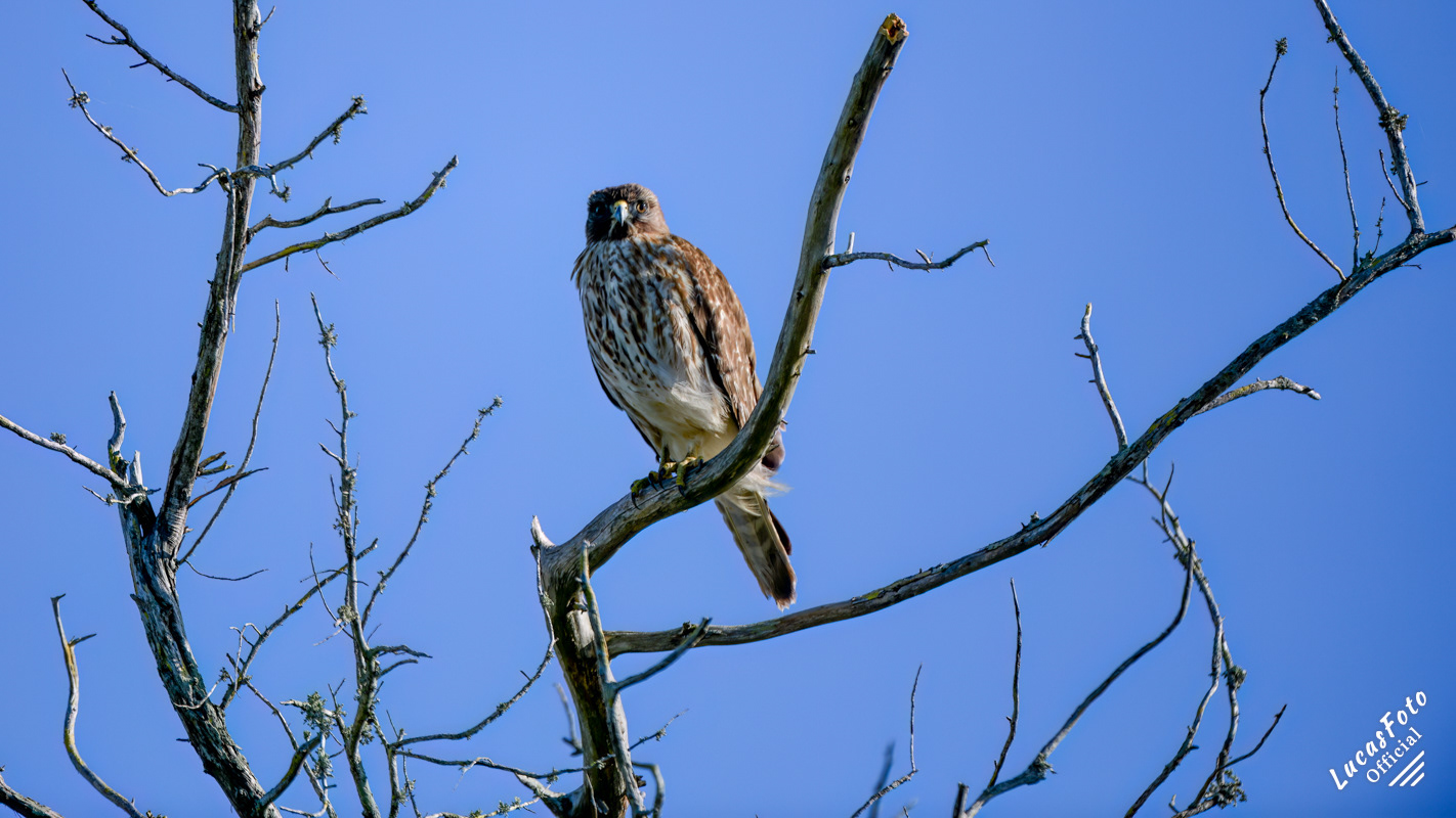 Juvenile Red-shouldered Hawk