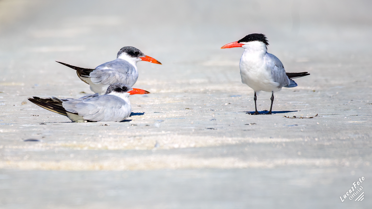 Caspian Tern