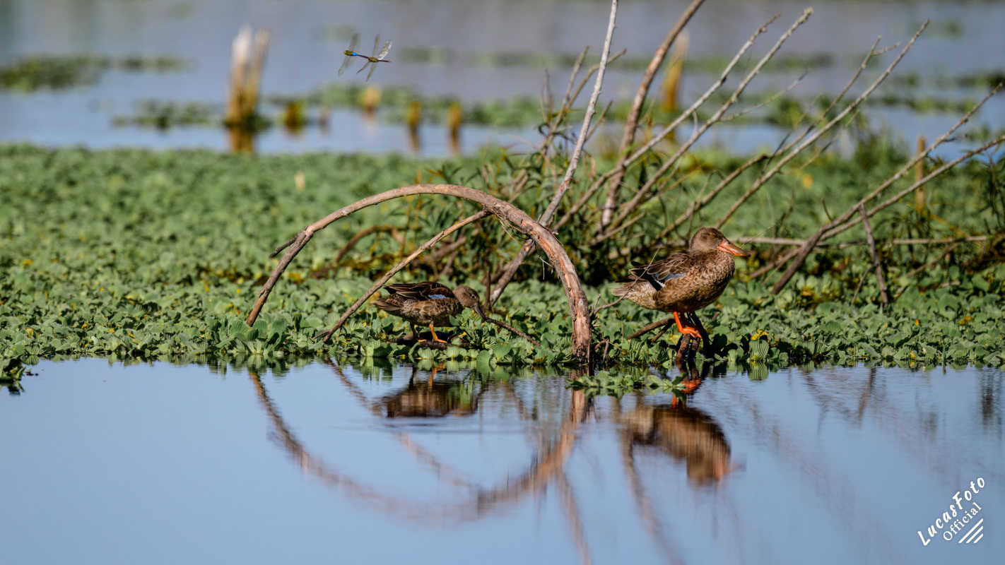 Blue-winged Teal / Northern Shoveler