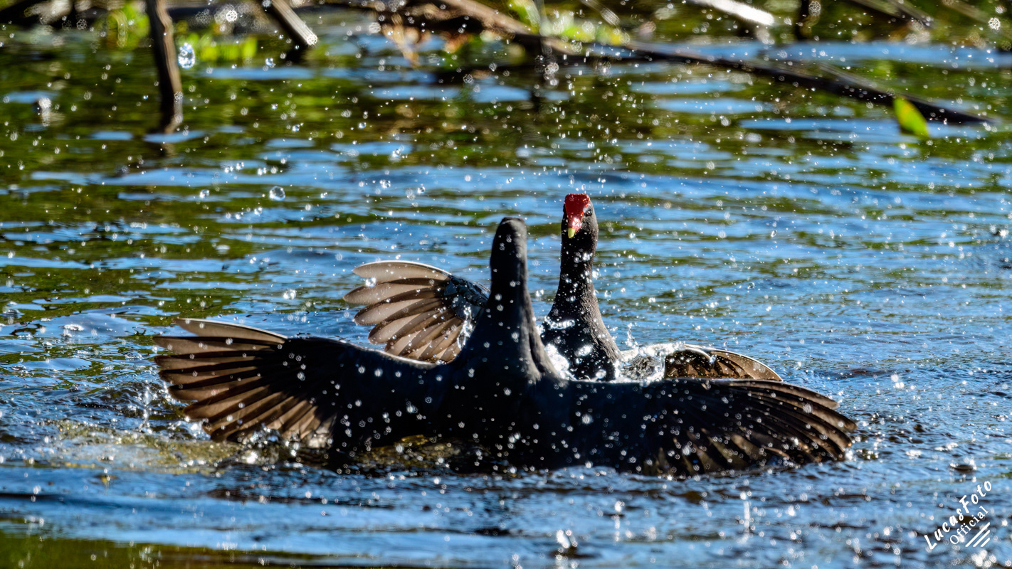 Common Gallinule