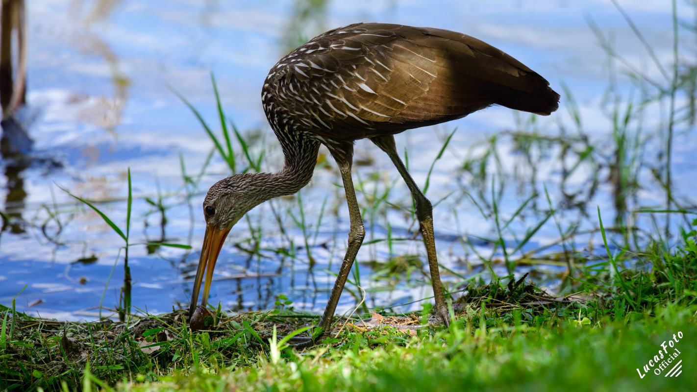 Limpkin