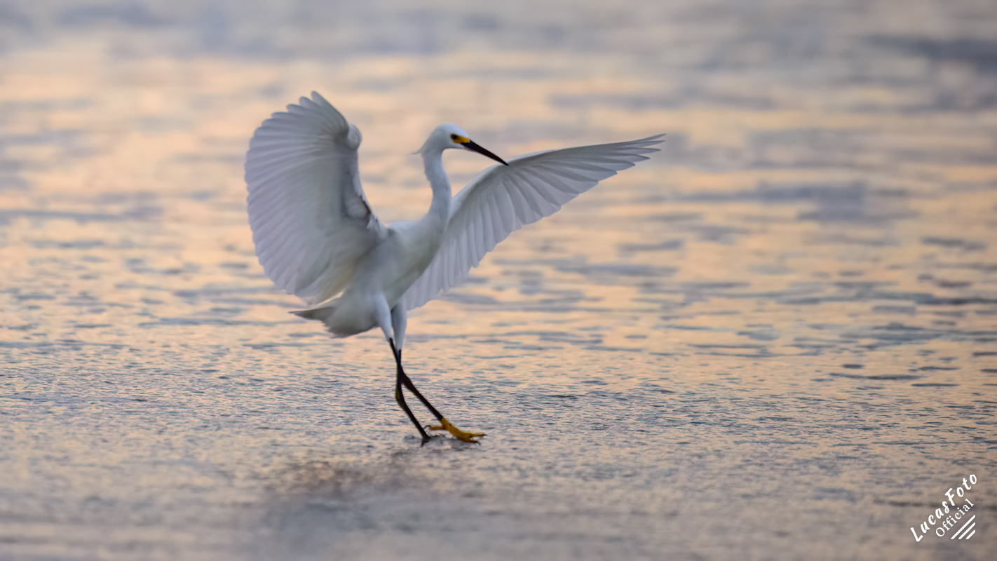 Snowy Egret