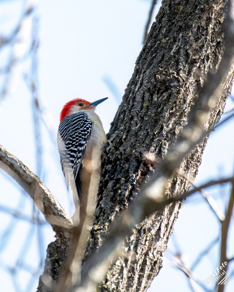 Red-bellied Woodpecker