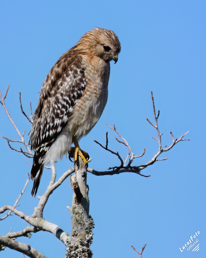Red-shouldered Hawk