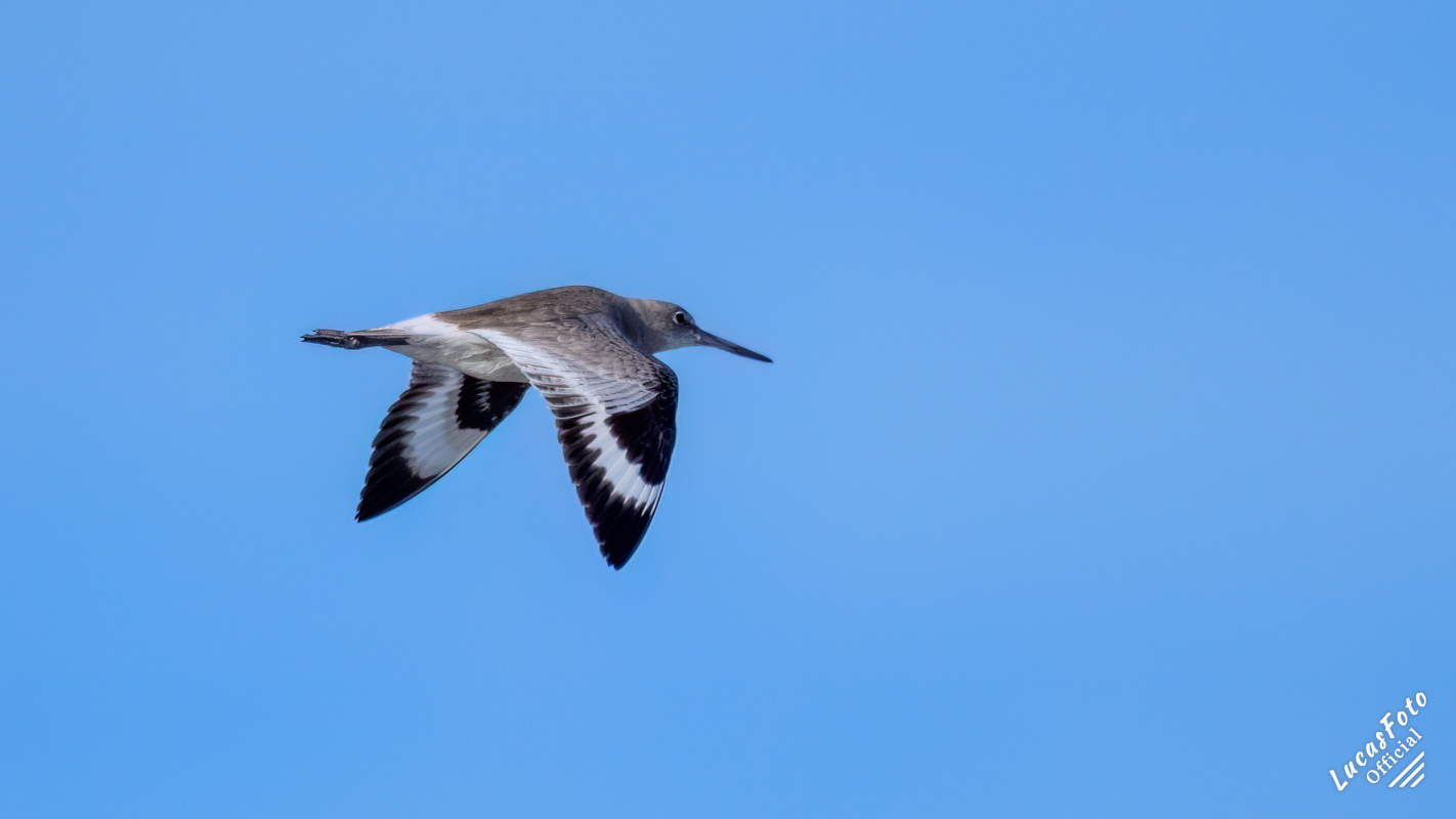 Willet