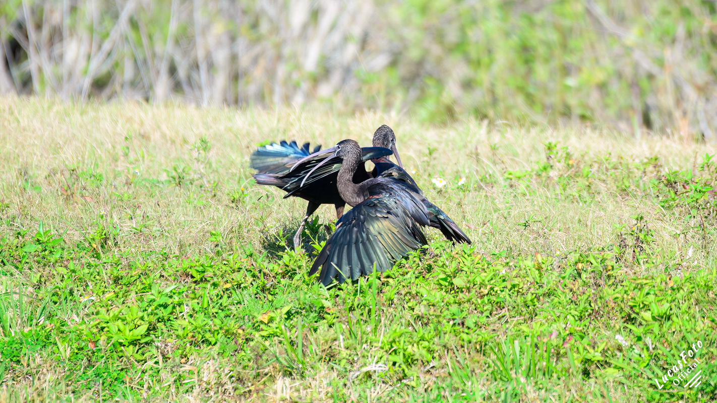 Glossy Ibis