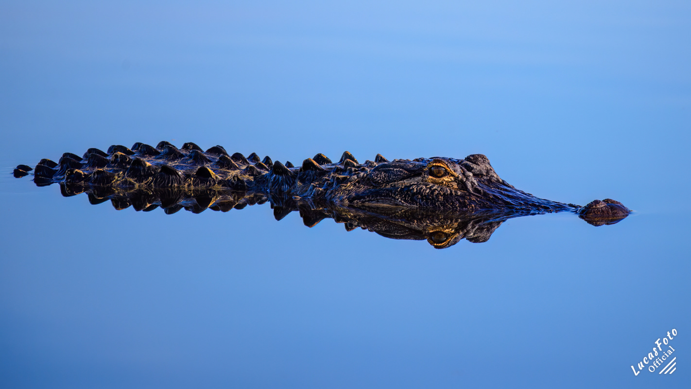 Alligator