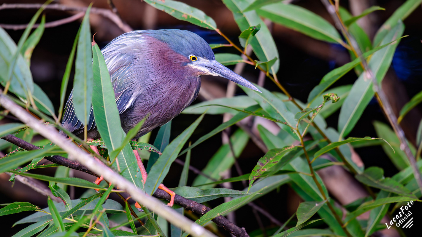 Green Heron