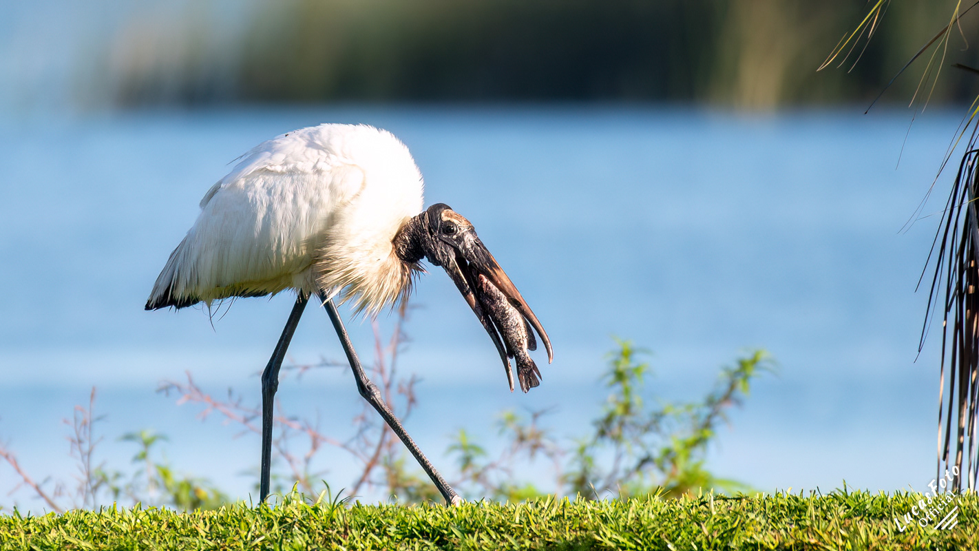 Wood Stork