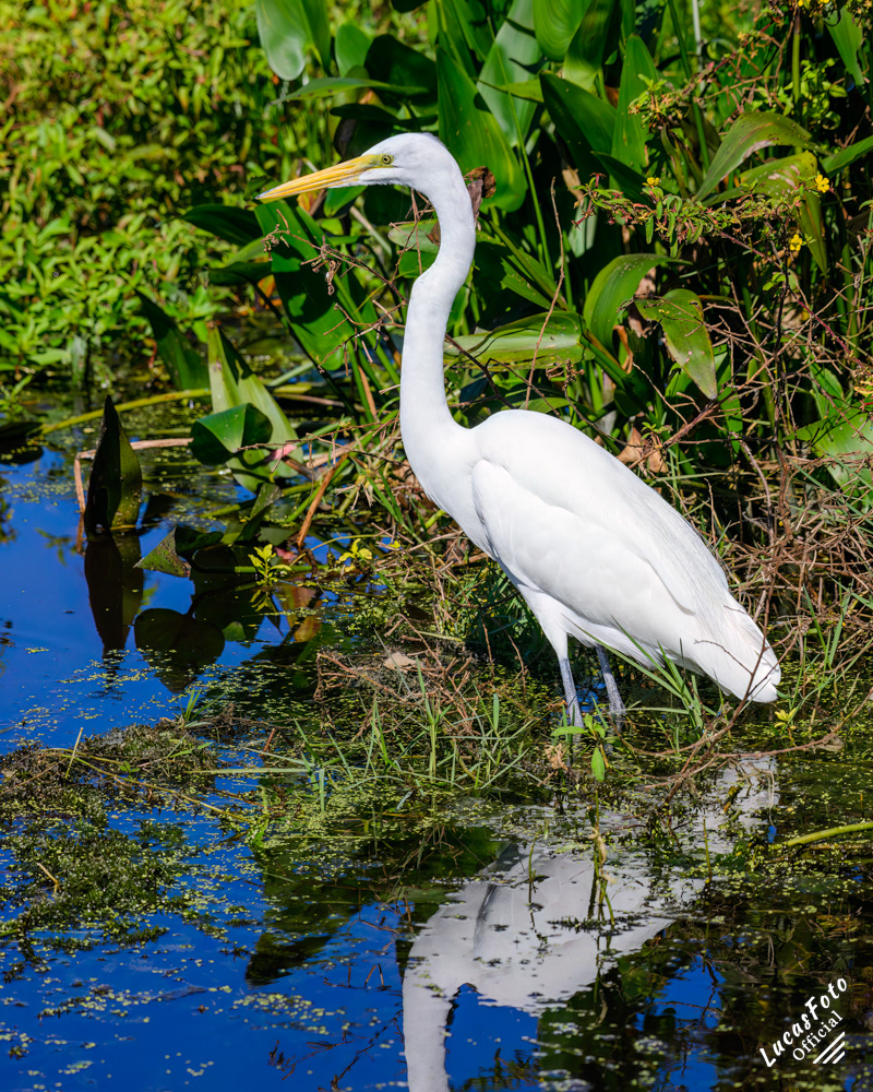 Great Egret