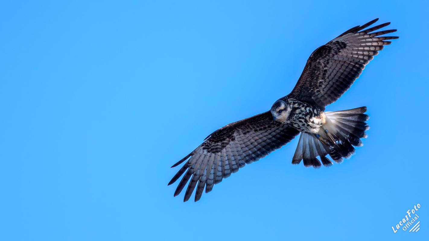 Snail Kite