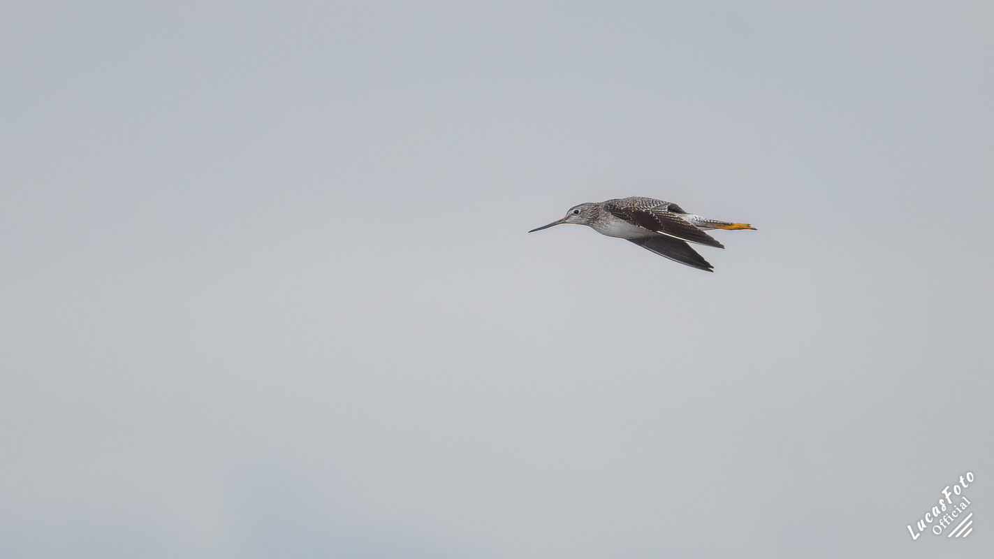 Greater Yellowlegs