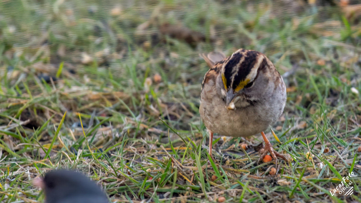 White-throated Sparrow