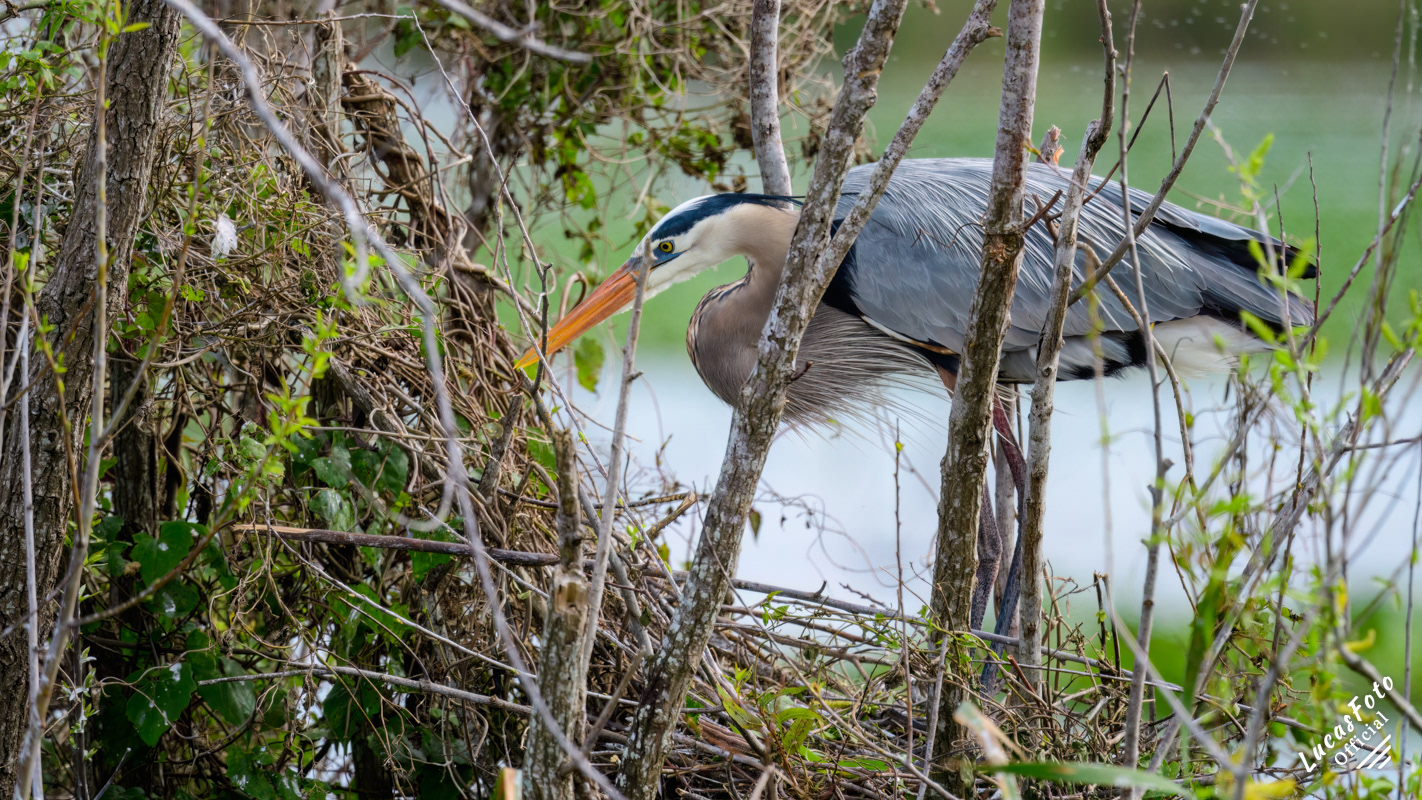 Great Blue Heron