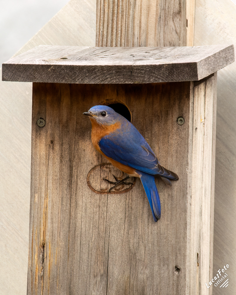 Eastern Bluebird