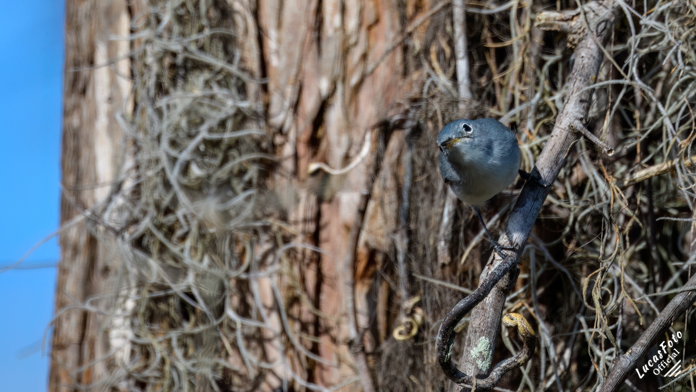 Blue-gray Gnatcatcher